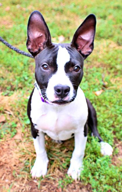 Enlarge Rapunzel, a Adoptable mixed breed in Morton Grove, IL image 3/3