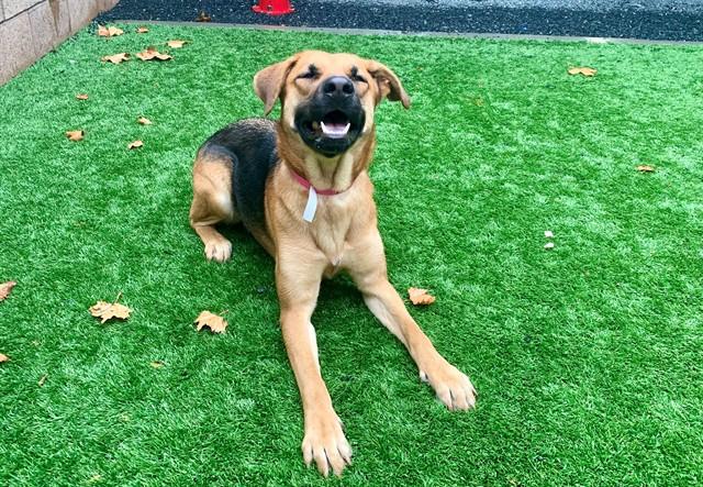 Enlarge RENEE, a Adoptable German Shepherd Dog in Moreno Valley, CA image 1/1