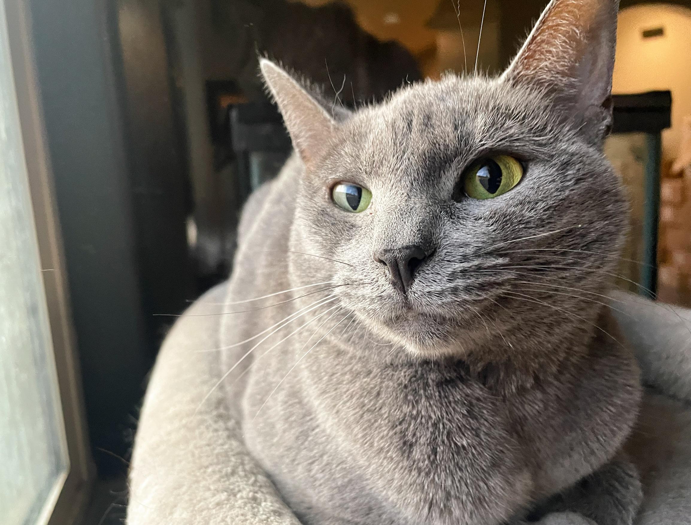 Natasha, a Adoptable Russian Blue in Goodyear, AZ image 1/4