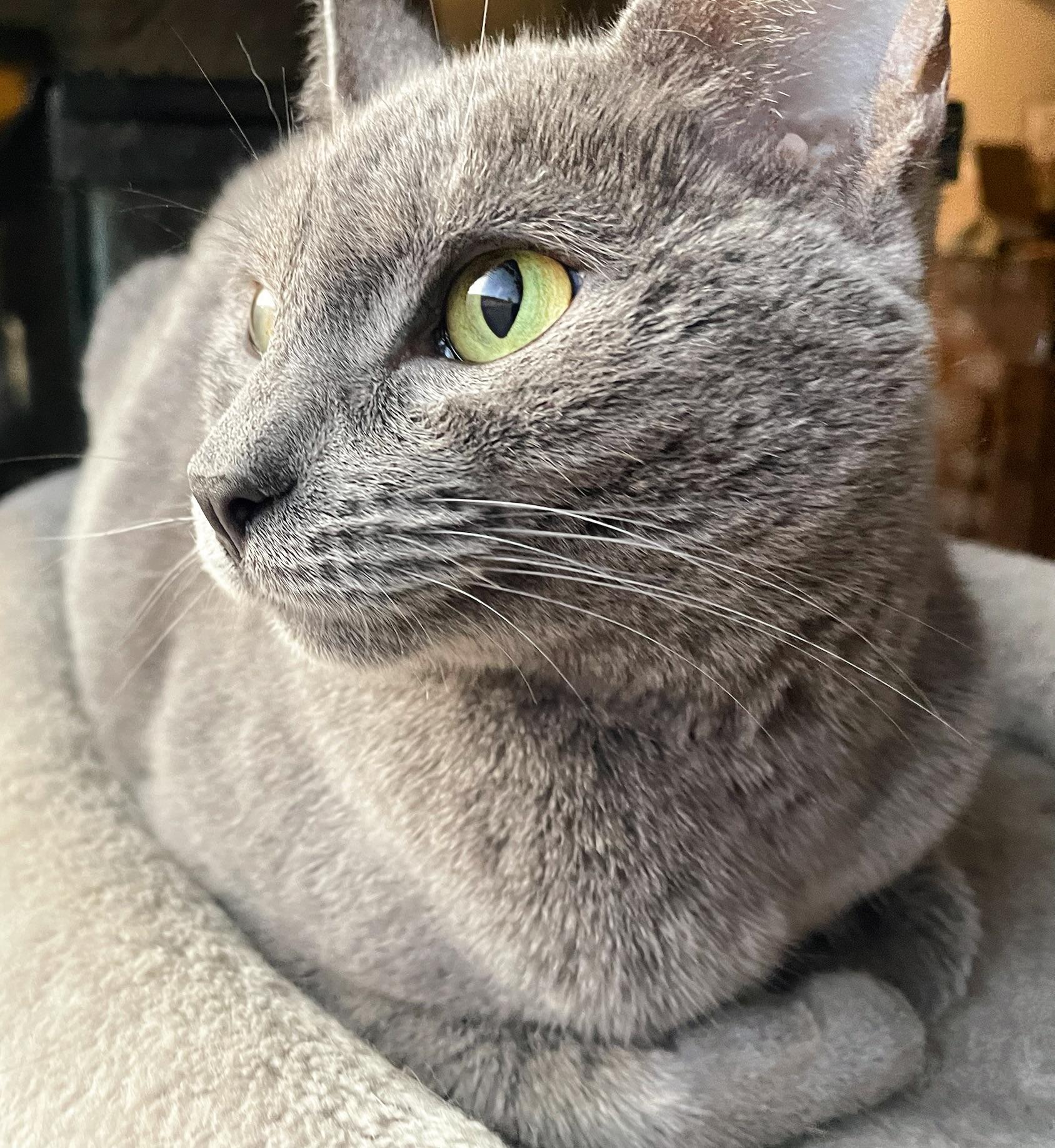 Natasha, a Adoptable Russian Blue in Goodyear, AZ image 2/4