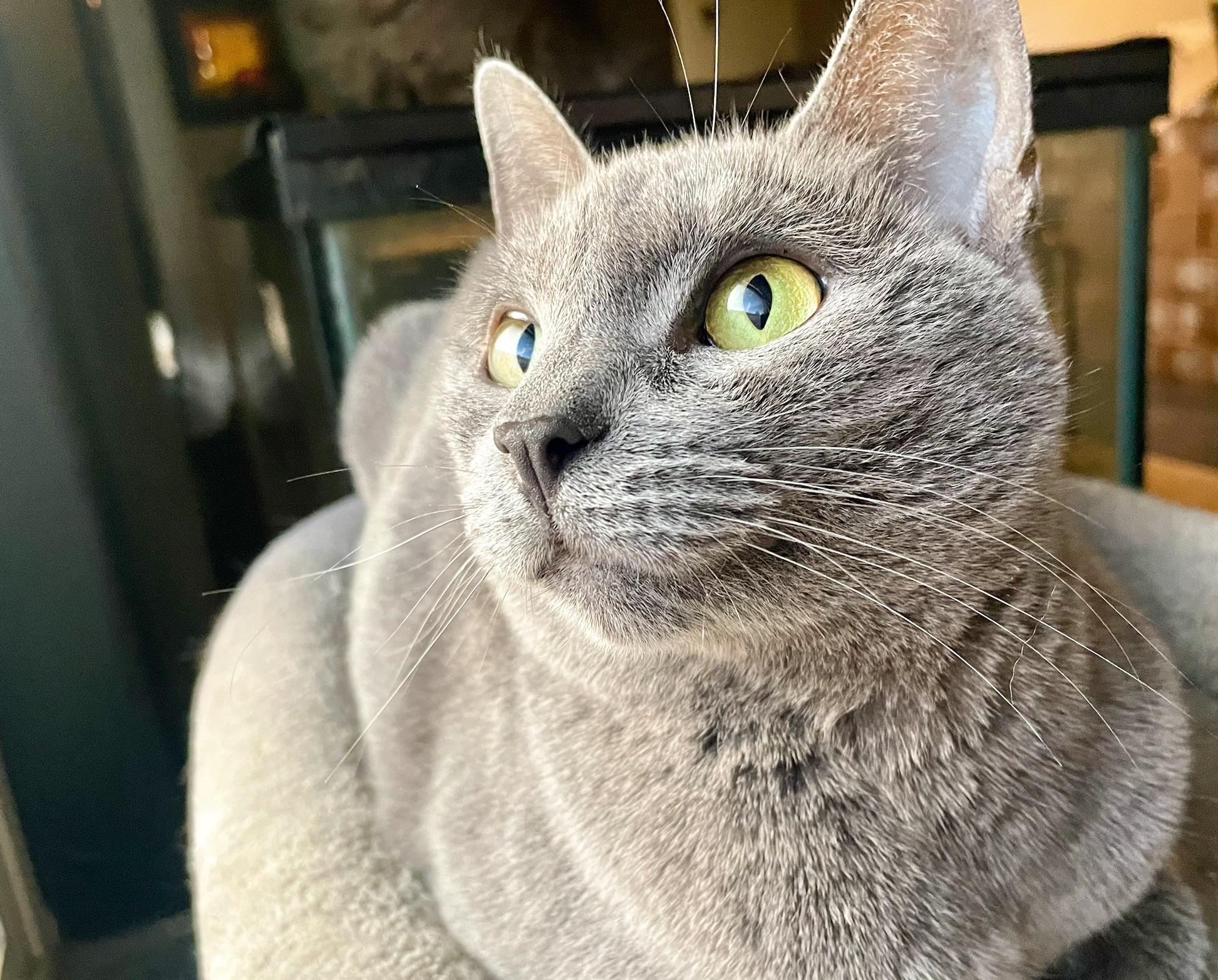Natasha, a Adoptable Russian Blue in Goodyear, AZ image 3/4