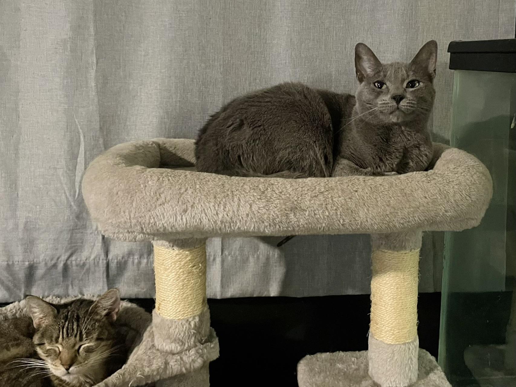 Natasha, a Adoptable Russian Blue in Goodyear, AZ image 4/4