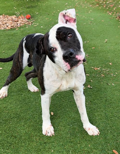 GARRETT, Adoptable, Adult Male American Bulldog.