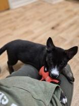 Enlarge Love Bug, a ADOPTABLE mixed breed in Woodstock, IL image 3/3