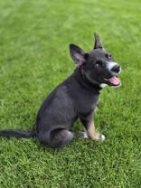 Enlarge Love Bug, a ADOPTABLE mixed breed in Woodstock, IL image 3/3