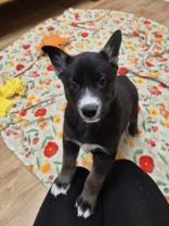 Enlarge Love Bug, a ADOPTABLE mixed breed in Woodstock, IL image 2/3