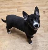 Love Bug, ADOPTABLE, Puppy Female Terrier.