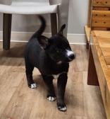 Enlarge Love Bug, a ADOPTABLE mixed breed in Woodstock, IL image 3/3