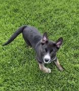Enlarge Love Bug, a ADOPTABLE mixed breed in Woodstock, IL image 2/3