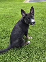 Enlarge Love Bug, a ADOPTABLE mixed breed in Woodstock, IL image 1/3