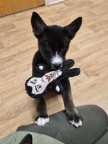 Enlarge Love Bug, a ADOPTABLE mixed breed in Woodstock, IL image 2/3