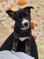 Enlarge Love Bug, a ADOPTABLE mixed breed in Woodstock, IL image 1/3