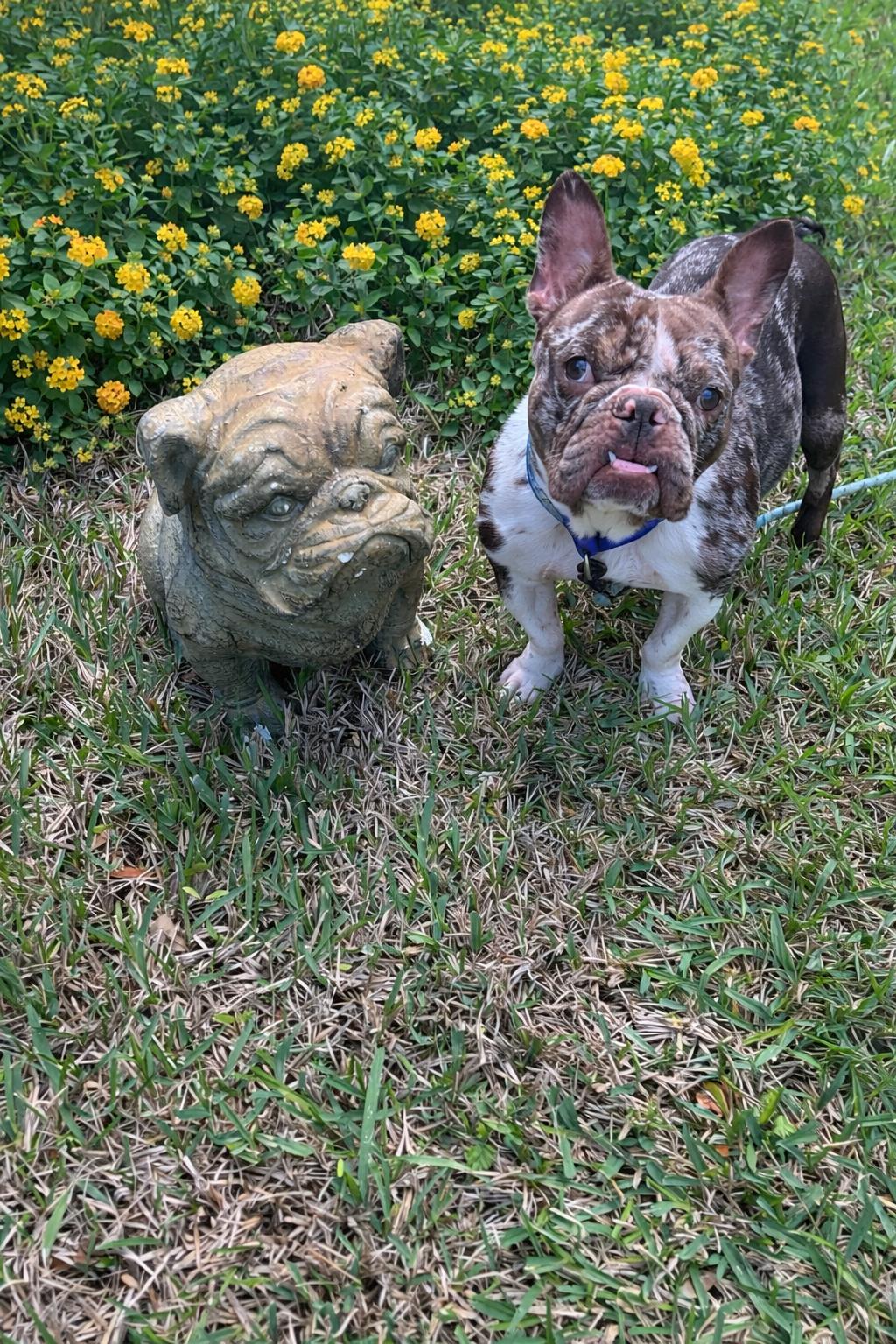 Enlarge Mochi, a ADOPTABLE French Bulldog in Palm Coast, FL image 3/4
