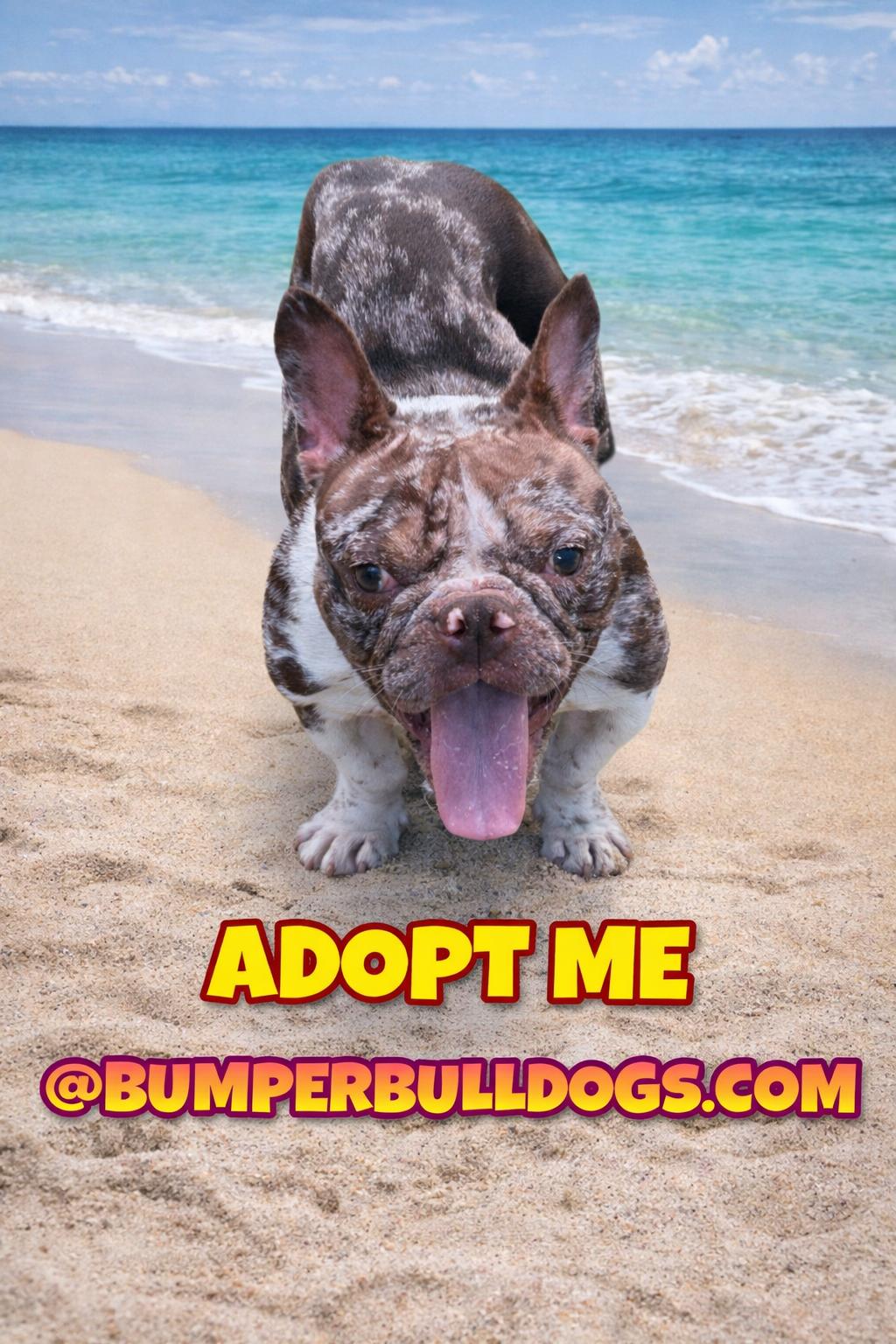Enlarge Mochi, a ADOPTABLE French Bulldog in Palm Coast, FL image 2/4
