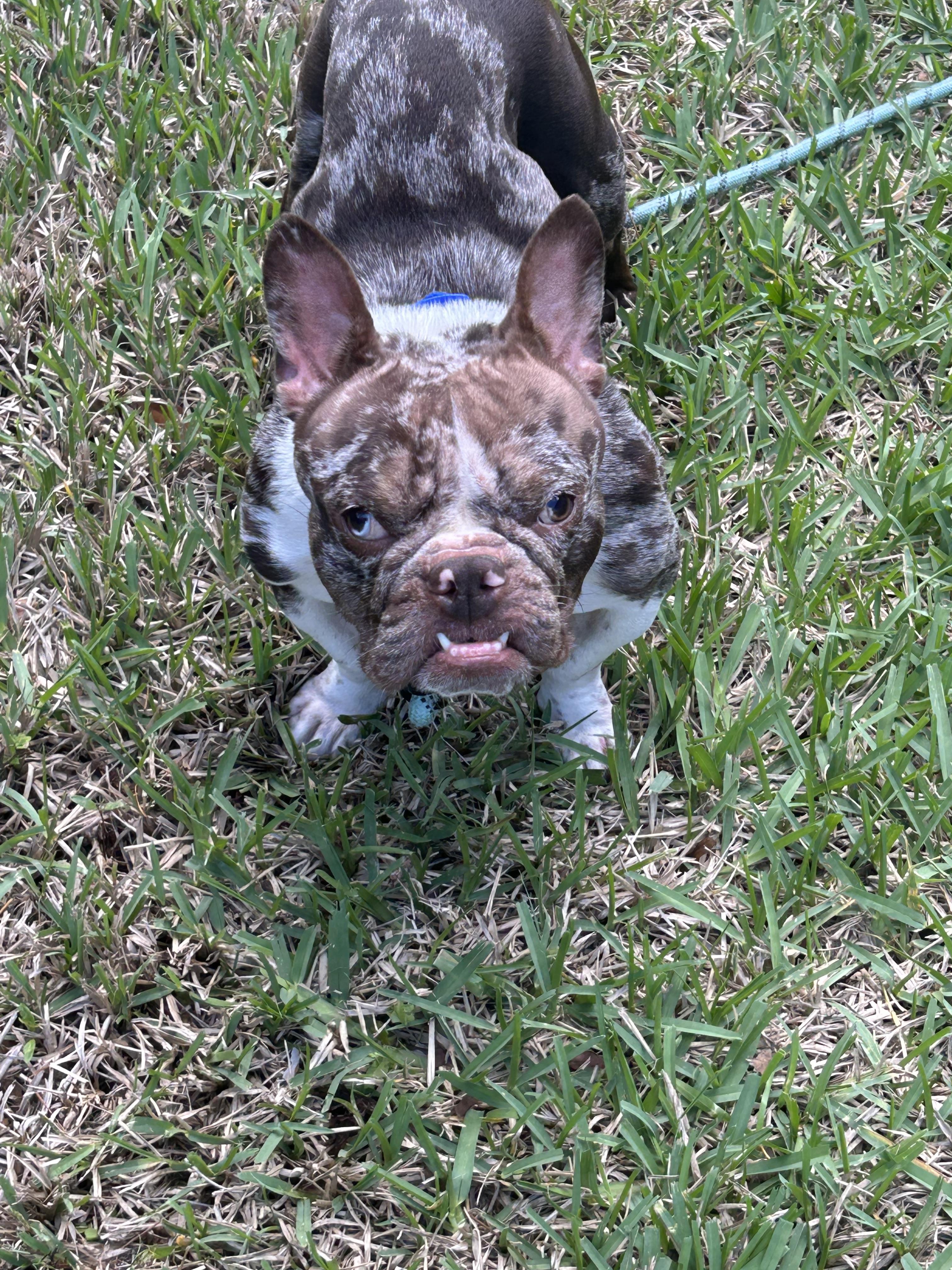 Enlarge Mochi, a ADOPTABLE French Bulldog in Palm Coast, FL image 4/4