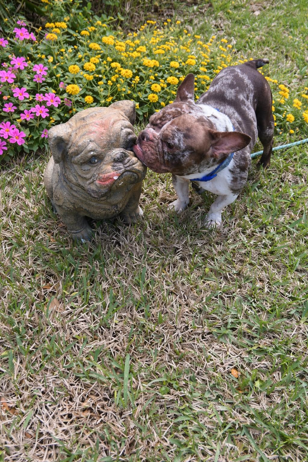 Enlarge Mochi, a ADOPTABLE French Bulldog in Palm Coast, FL image 1/4