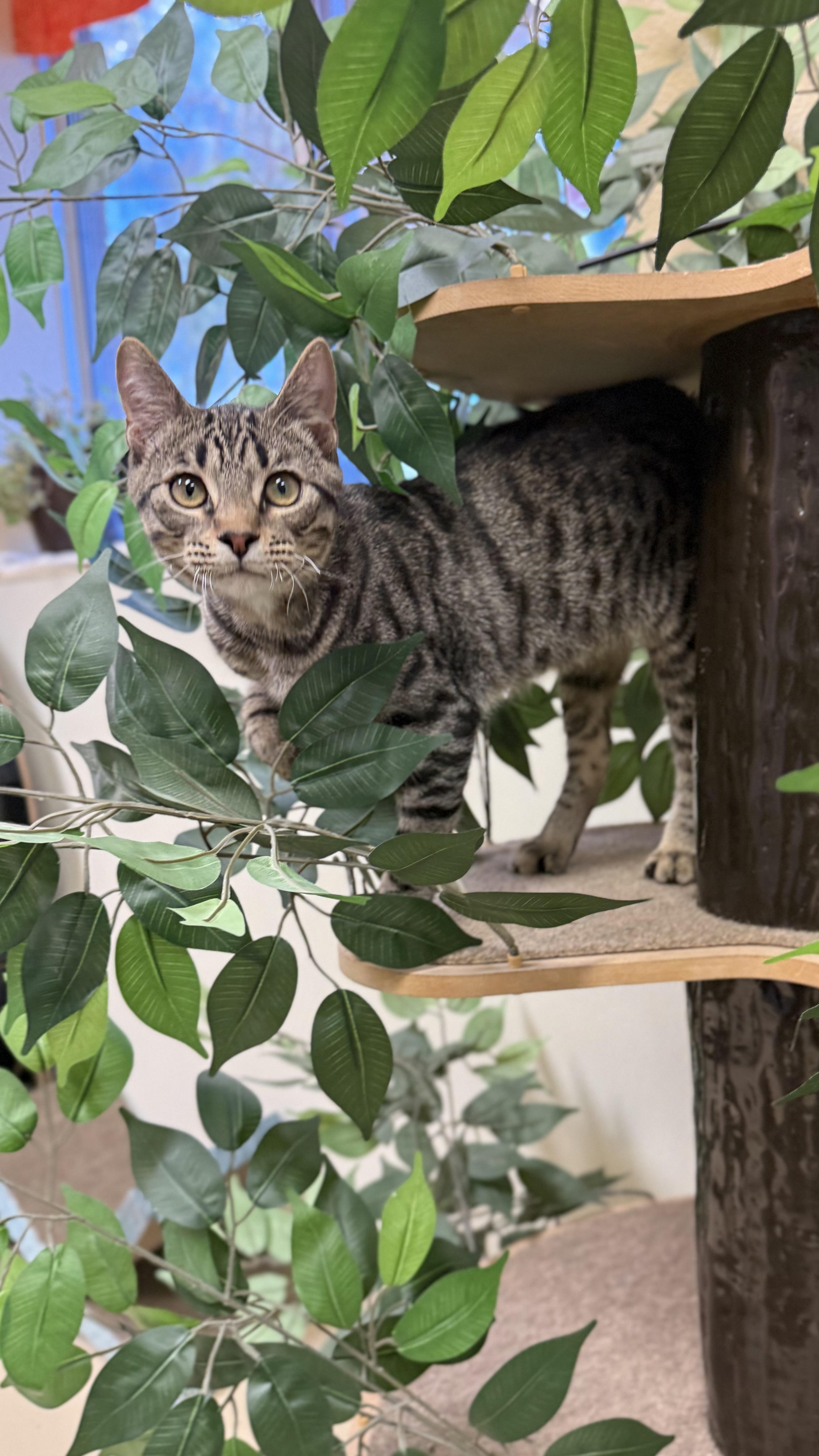 Enlarge Tony, a Adoptable American Shorthair in Boulder City, NV image 1/4