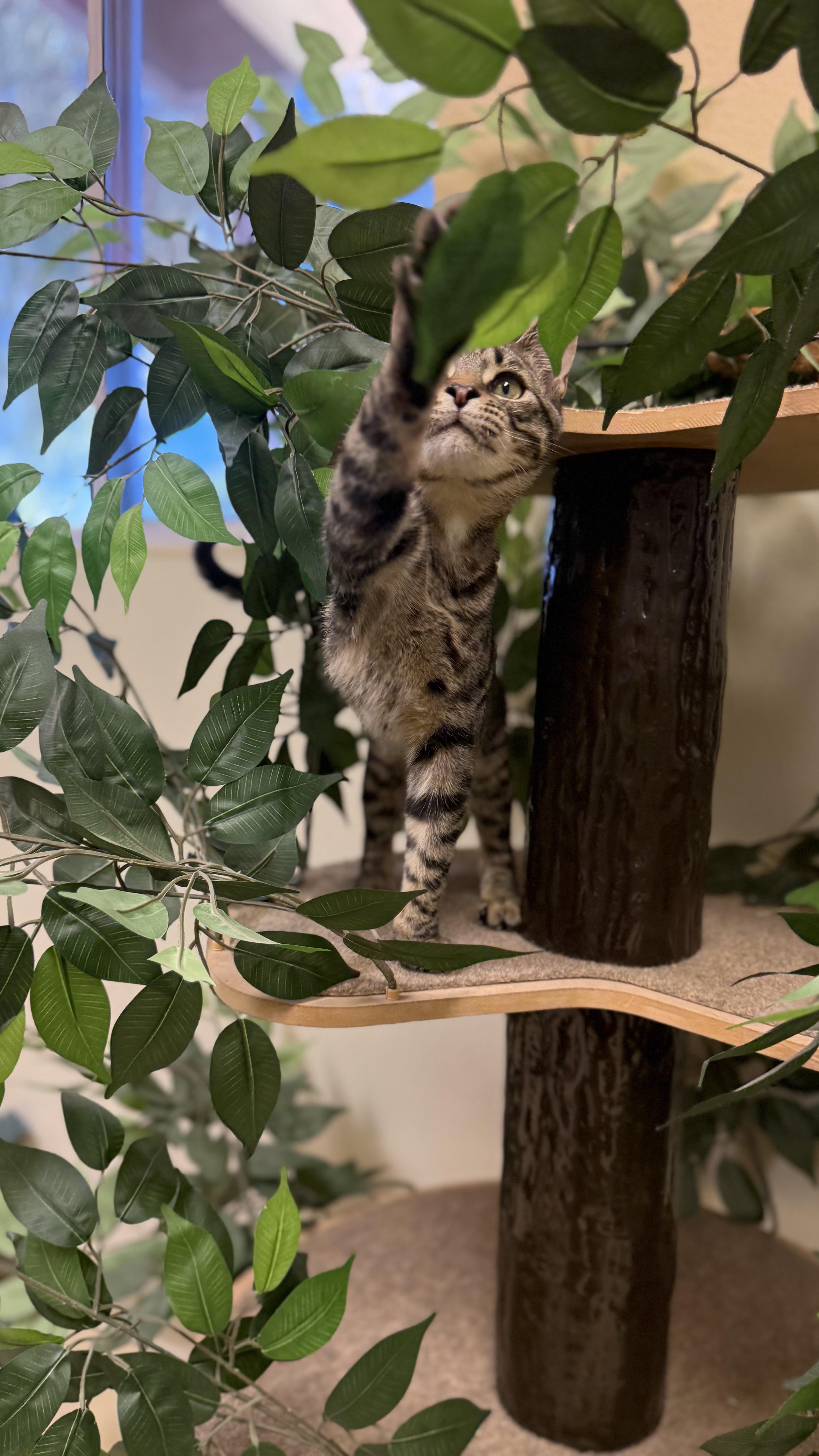 Enlarge Tony, a Adoptable American Shorthair in Boulder City, NV image 3/4