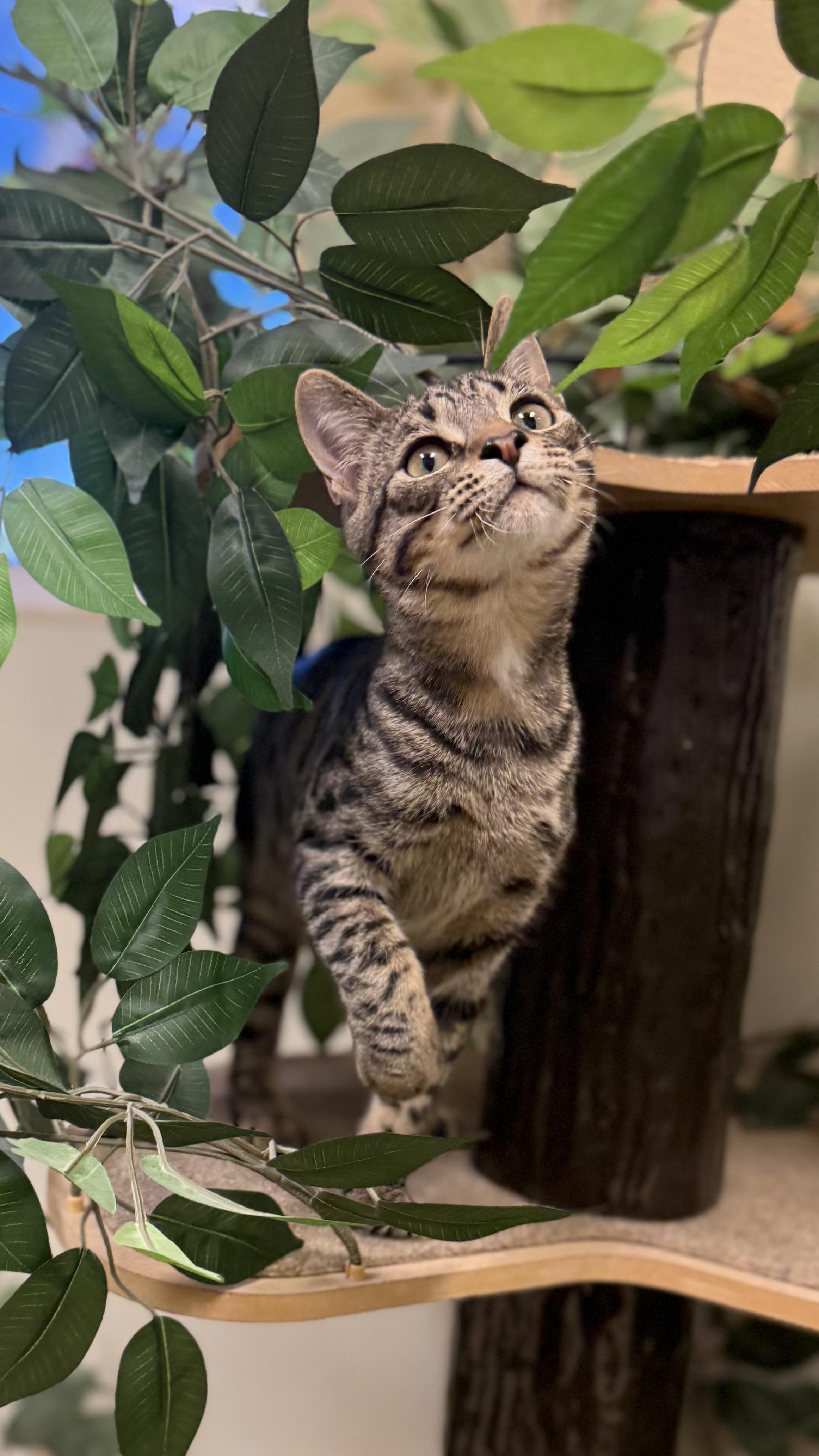 Enlarge Tony, a Adoptable American Shorthair in Boulder City, NV image 4/4