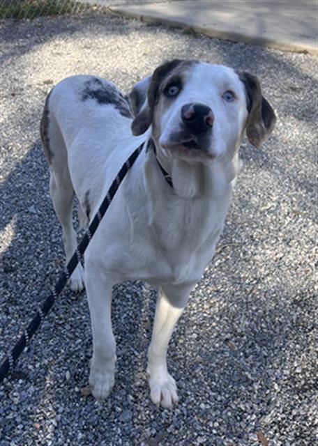 PEZ, Adoptable, Young Female Catahoula Leopard Dog & Mixed Breed.