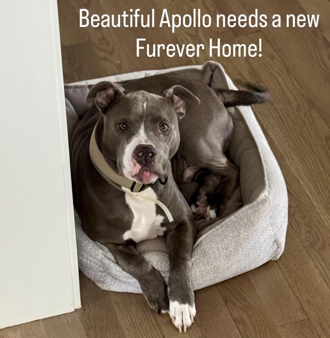 Apollo