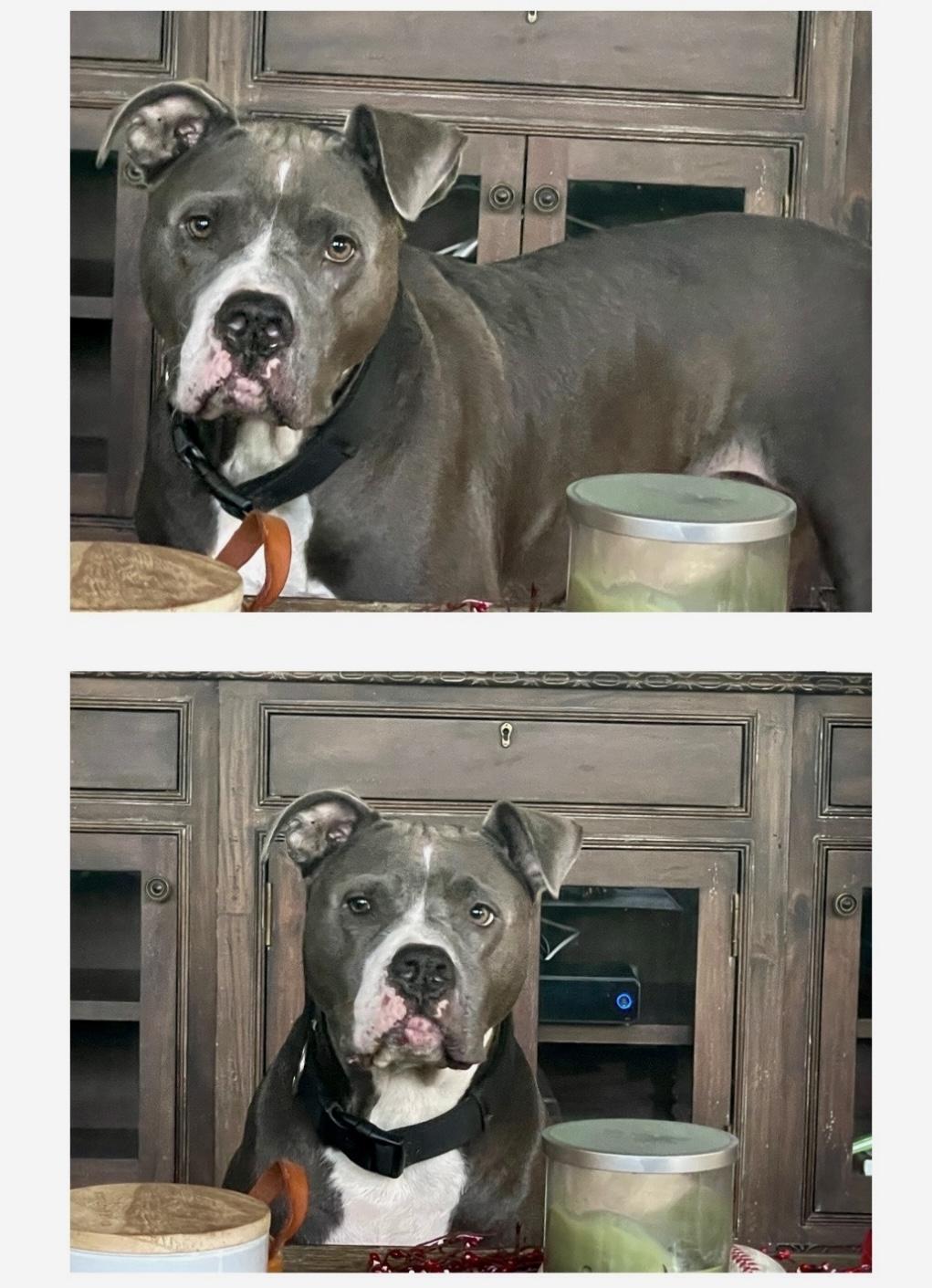 Apollo, Adoptable, Adult Male American Bully.