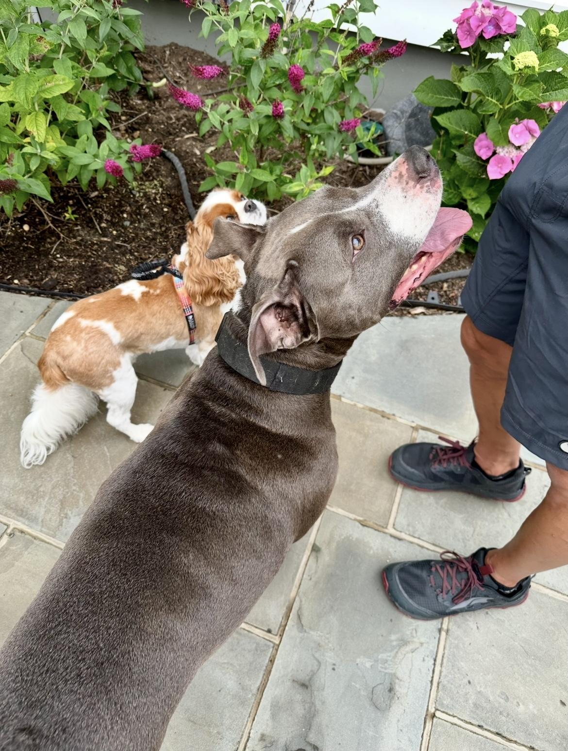 Apollo, a Adoptable American Bully image 3/3