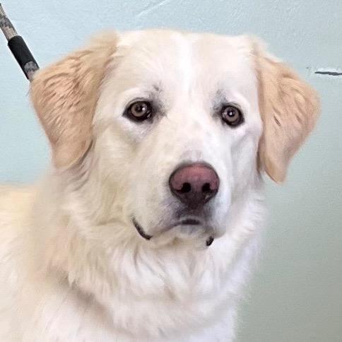 Enlarge Kira, an adoptable mixed breed in Amery, WI image 1/3