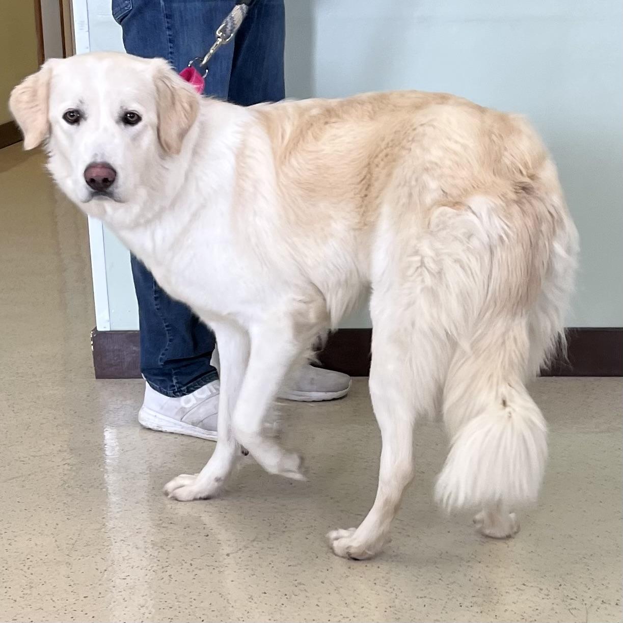 Enlarge Kira, an adoptable mixed breed in Amery, WI image 3/3