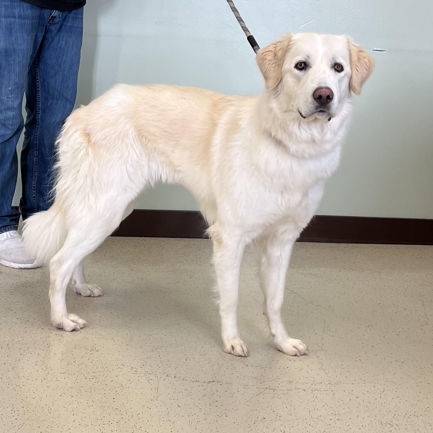 Enlarge Kira, an adoptable mixed breed in Amery, WI image 2/3