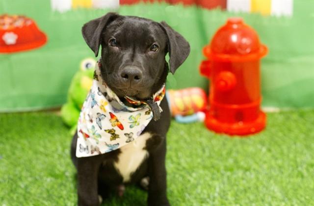 ZENITH, Adoptable, Puppy Male German Shepherd Dog & Mixed Breed.