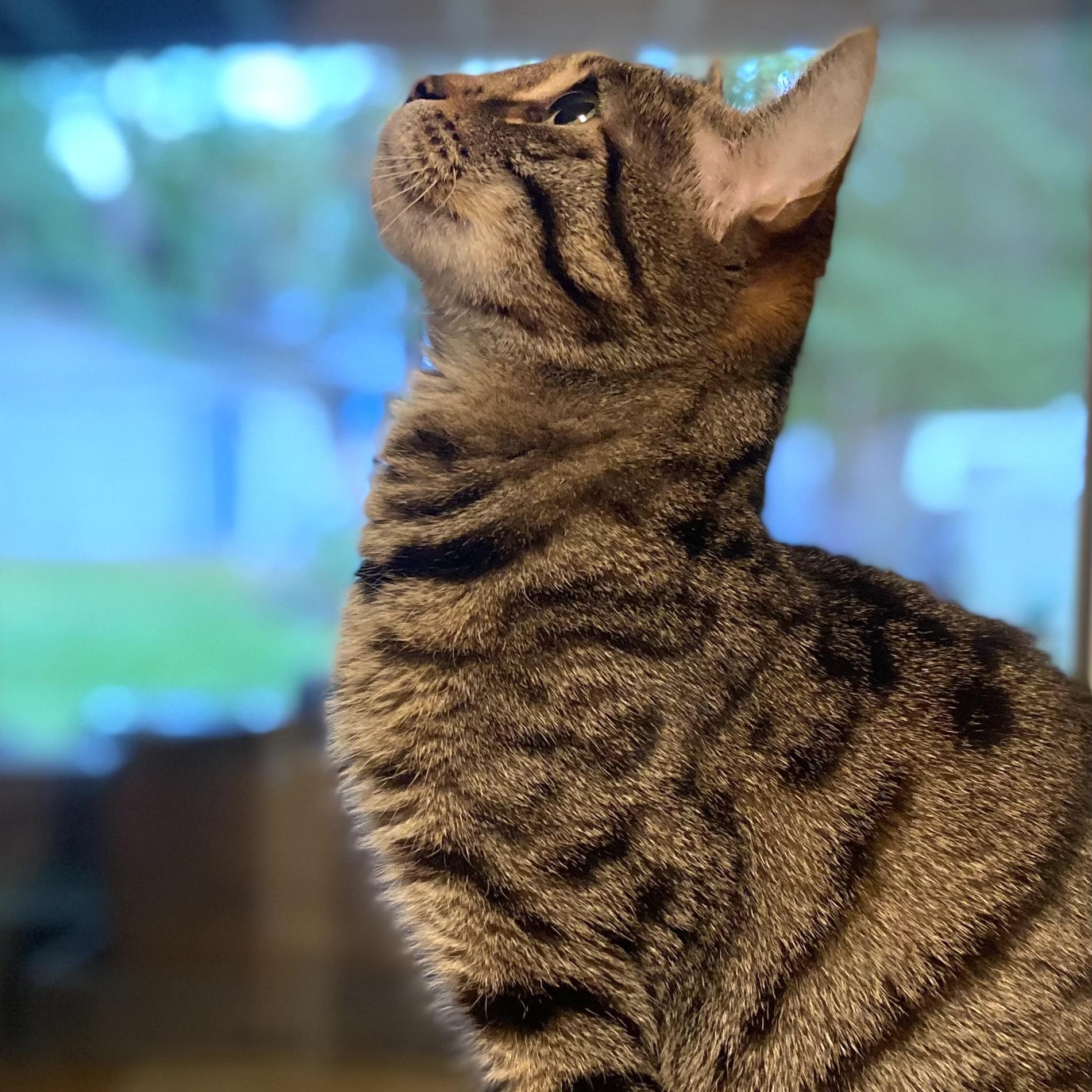 Enlarge Ms. Kitty Fribbitz, a Adoptable Domestic Short Hair in Redmond, WA image 1/2