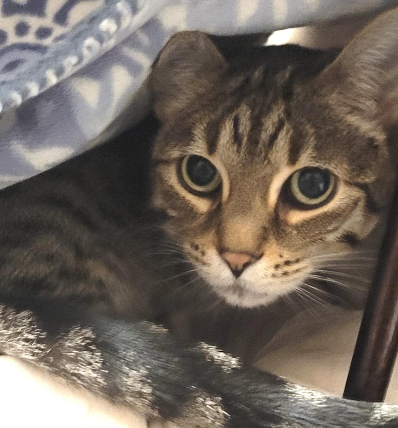 Enlarge Ms. Kitty Fribbitz, a Adoptable Domestic Short Hair in Redmond, WA image 2/2
