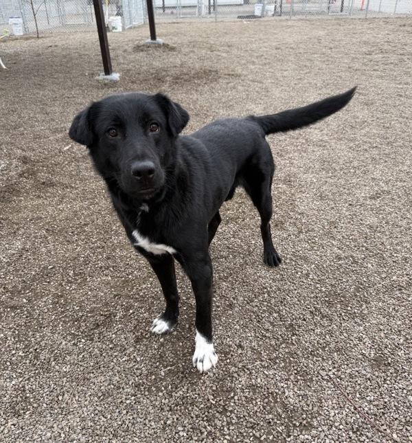 Enlarge Homer, a Adoptable mixed breed in Great Falls, MT image 1/2