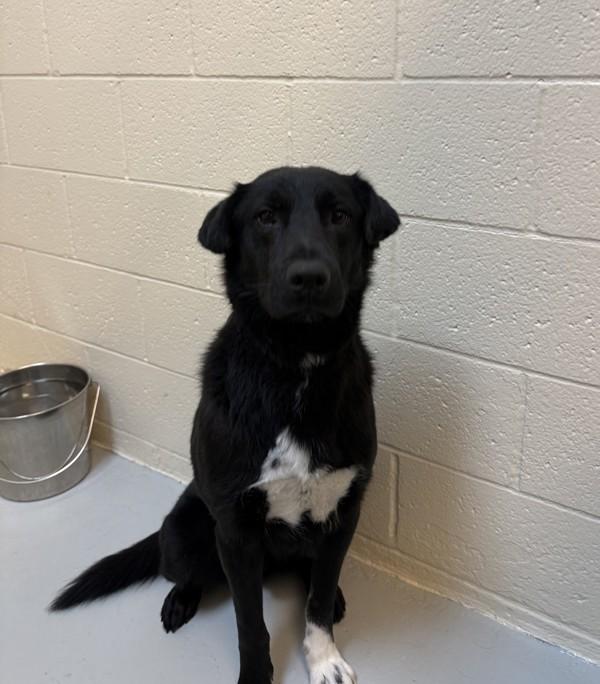 Enlarge Homer, a Adoptable mixed breed in Great Falls, MT image 2/2