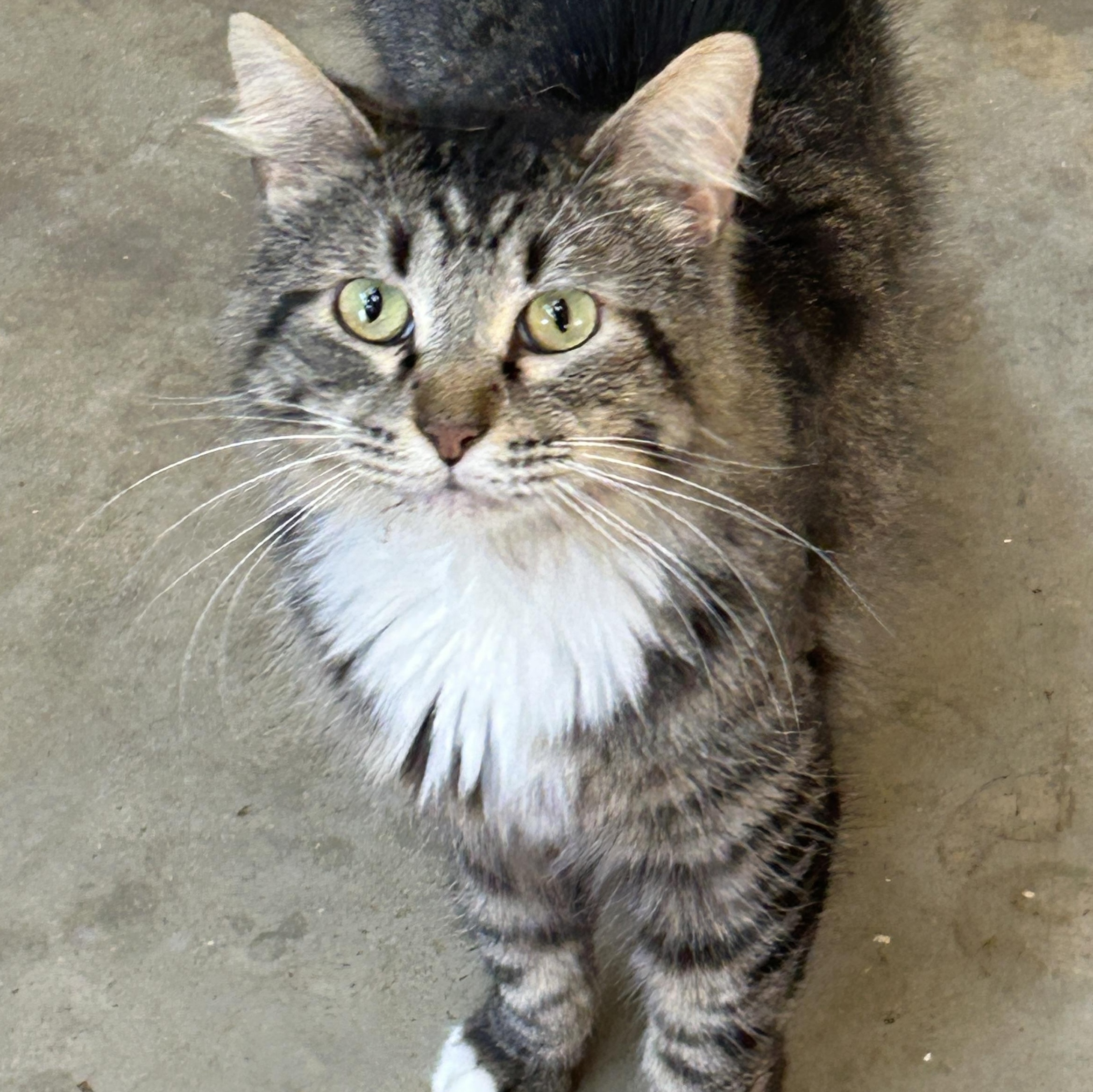 JT Junior, Adoptable, Young Male Maine Coon & Domestic Long Hair.