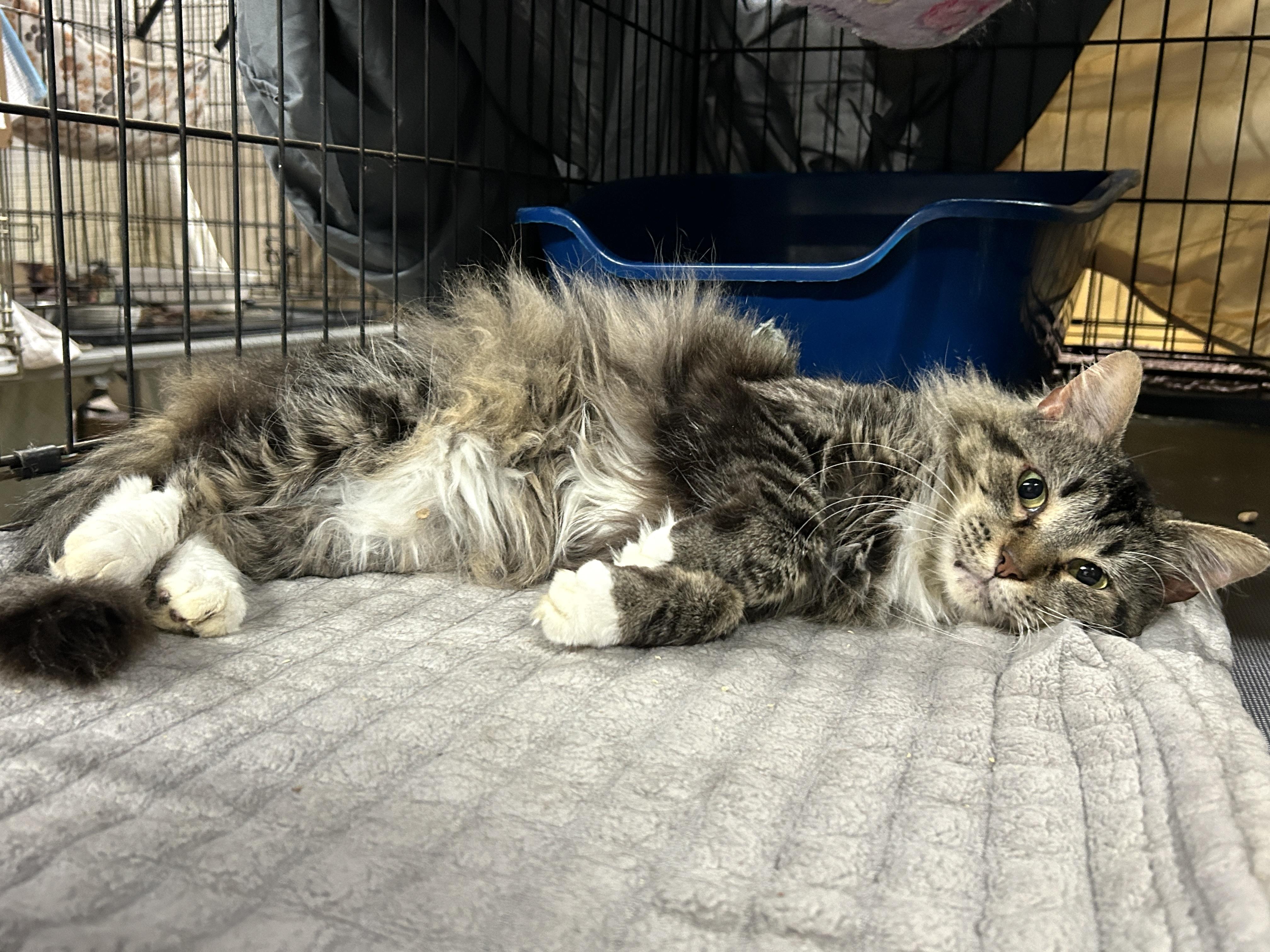 Enlarge JT Junior, a Adoptable mixed breed in Marble Falls, TX image 5/6