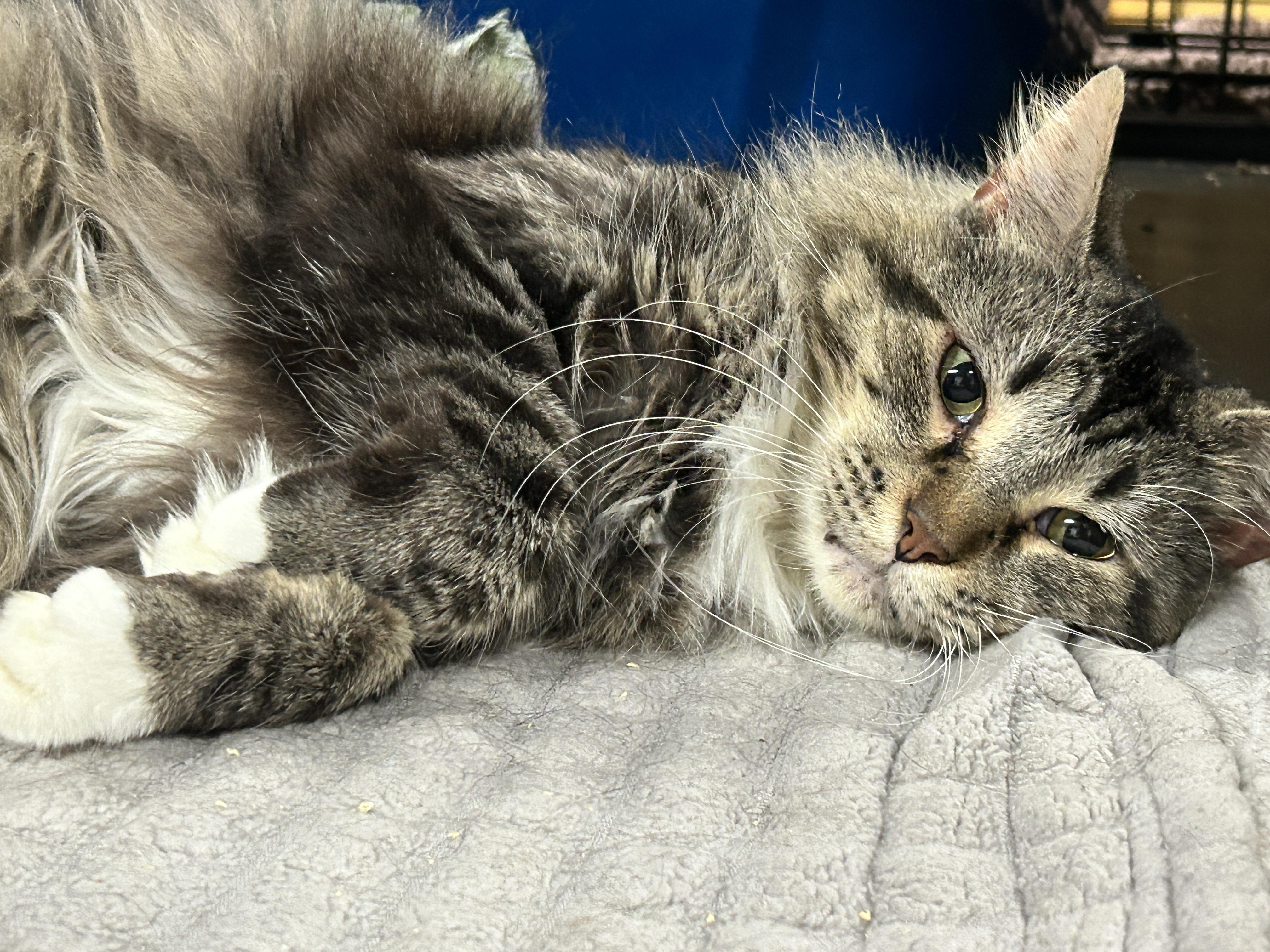 Enlarge JT Junior, a Adoptable mixed breed in Marble Falls, TX image 4/6