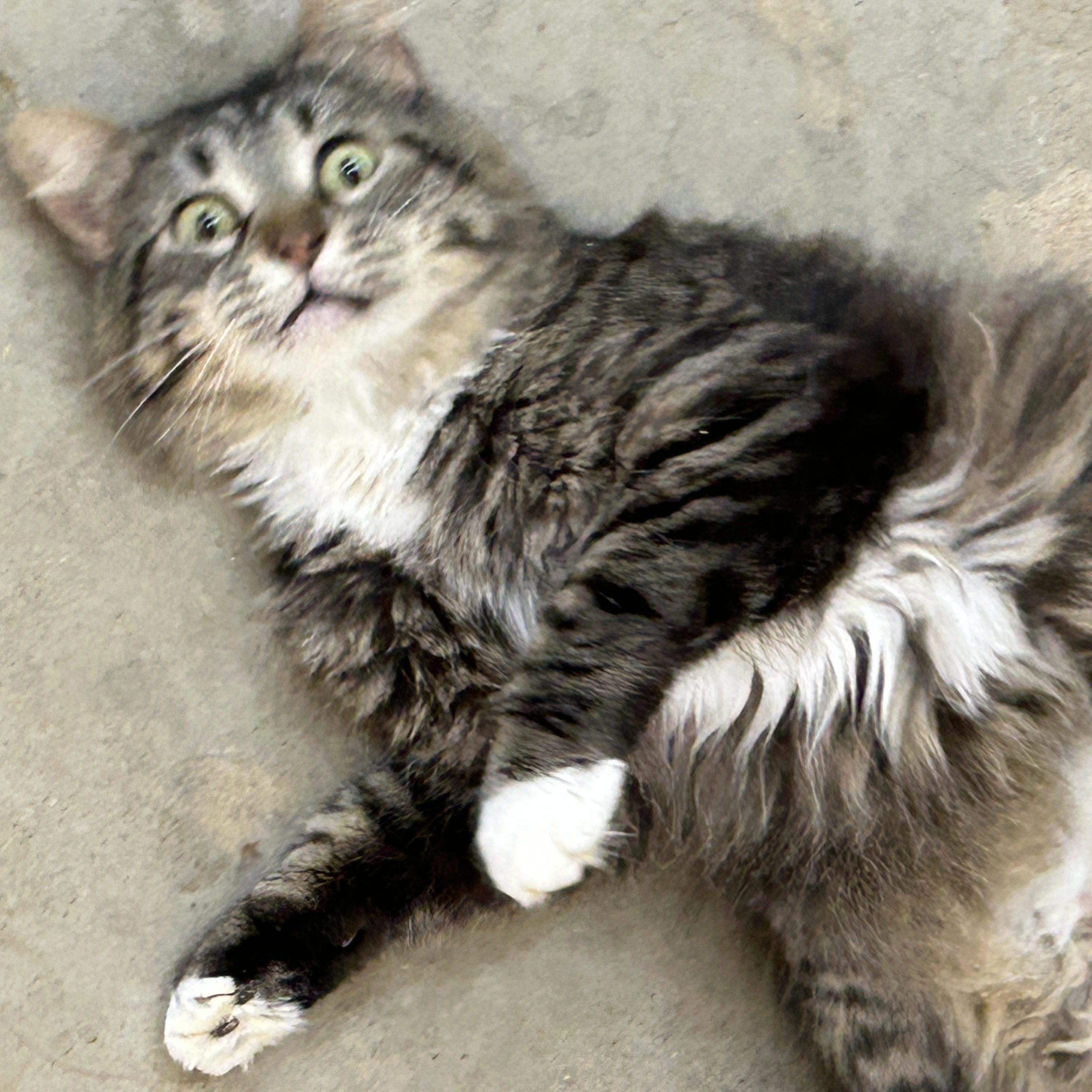 Enlarge JT Junior, a Adoptable mixed breed in Marble Falls, TX image 3/6