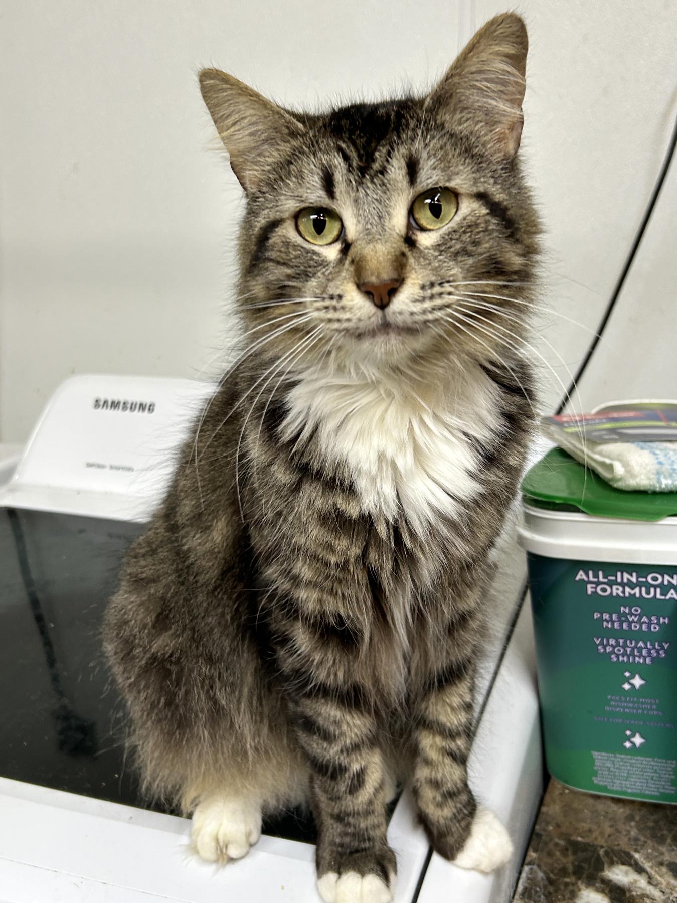 Enlarge JT Junior, a Adoptable mixed breed in Marble Falls, TX image 2/6