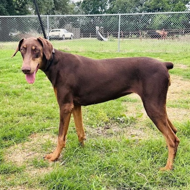 Enlarge Priscilla, a Adoptable mixed breed in Sandy Hook, CT image 6/6