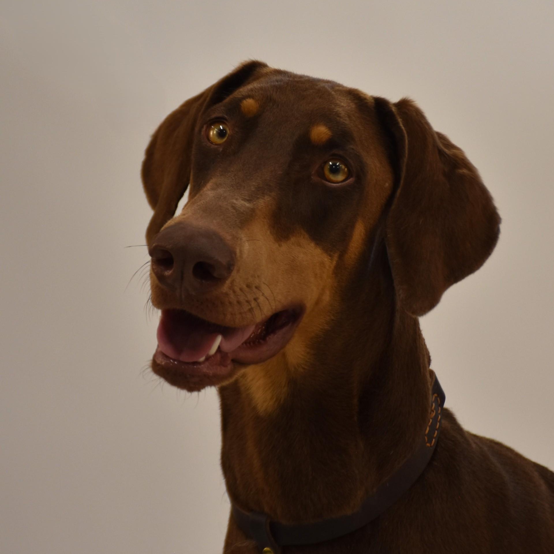 Enlarge Priscilla, a Adoptable mixed breed in Sandy Hook, CT image 5/6