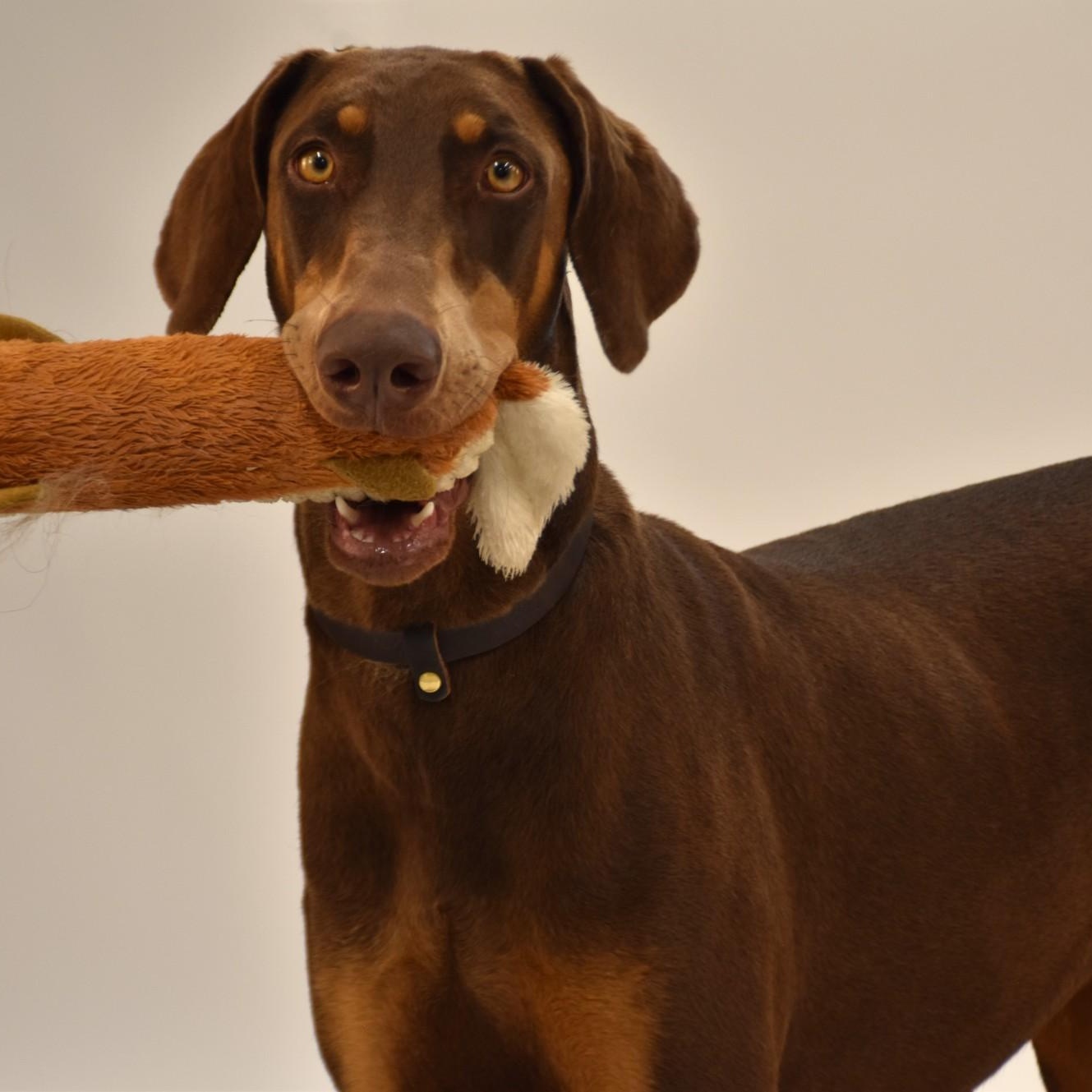 Priscilla, Adoptable, Young Female Doberman Pinscher.