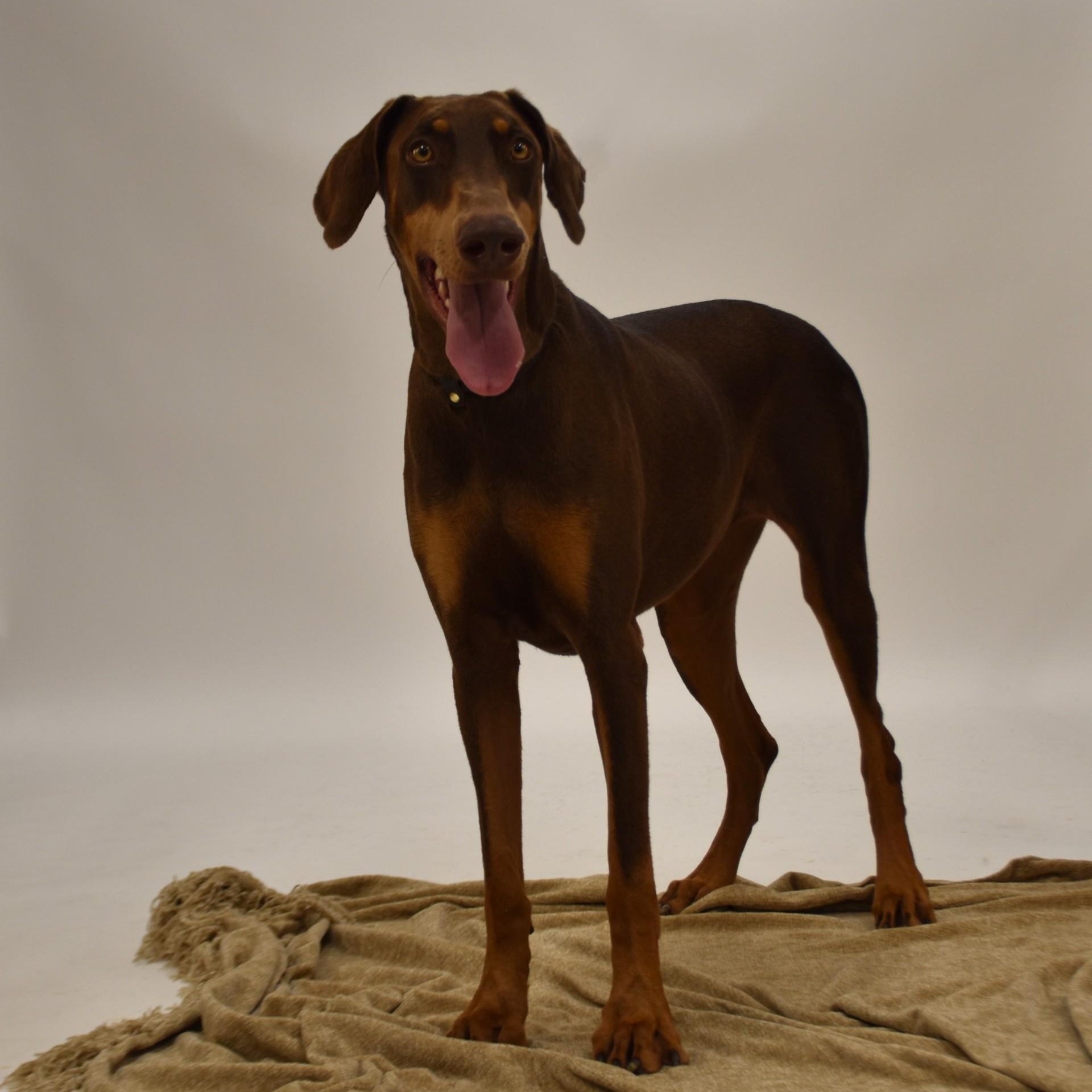 Enlarge Priscilla, a Adoptable mixed breed in Sandy Hook, CT image 4/6