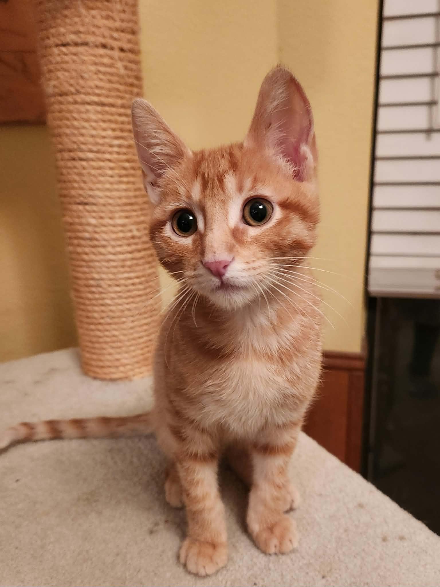 Lucky, ADOPTABLE, Young Male Domestic Short Hair.
