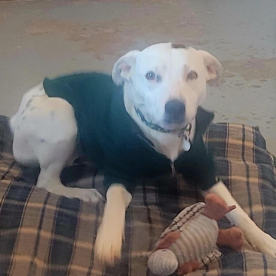 Kenai, ADOPTABLE, Young Male Mixed Breed.