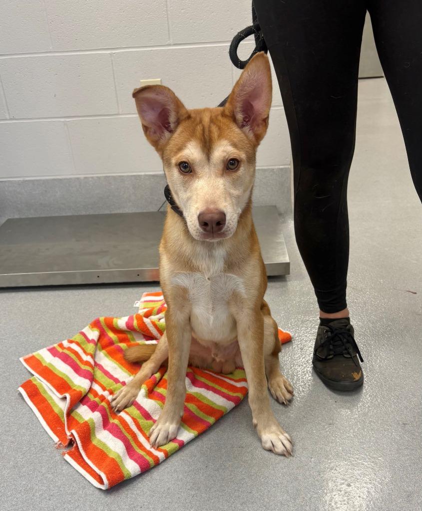 Radiohead, Adoptable, Puppy Male Husky & Mixed Breed.