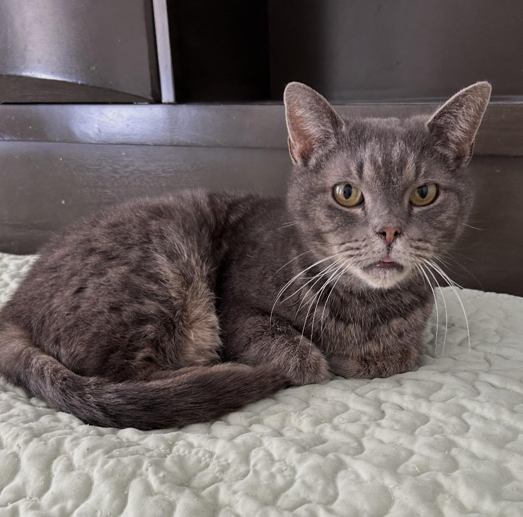 Enlarge Camille, an adopted Domestic Short Hair in Maineville, OH image 2/3