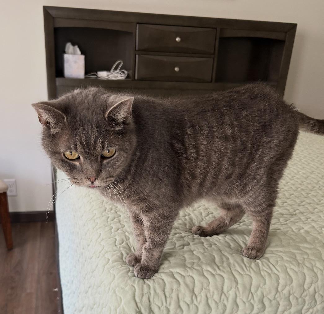 Enlarge Camille, an adopted Domestic Short Hair in Maineville, OH image 3/3