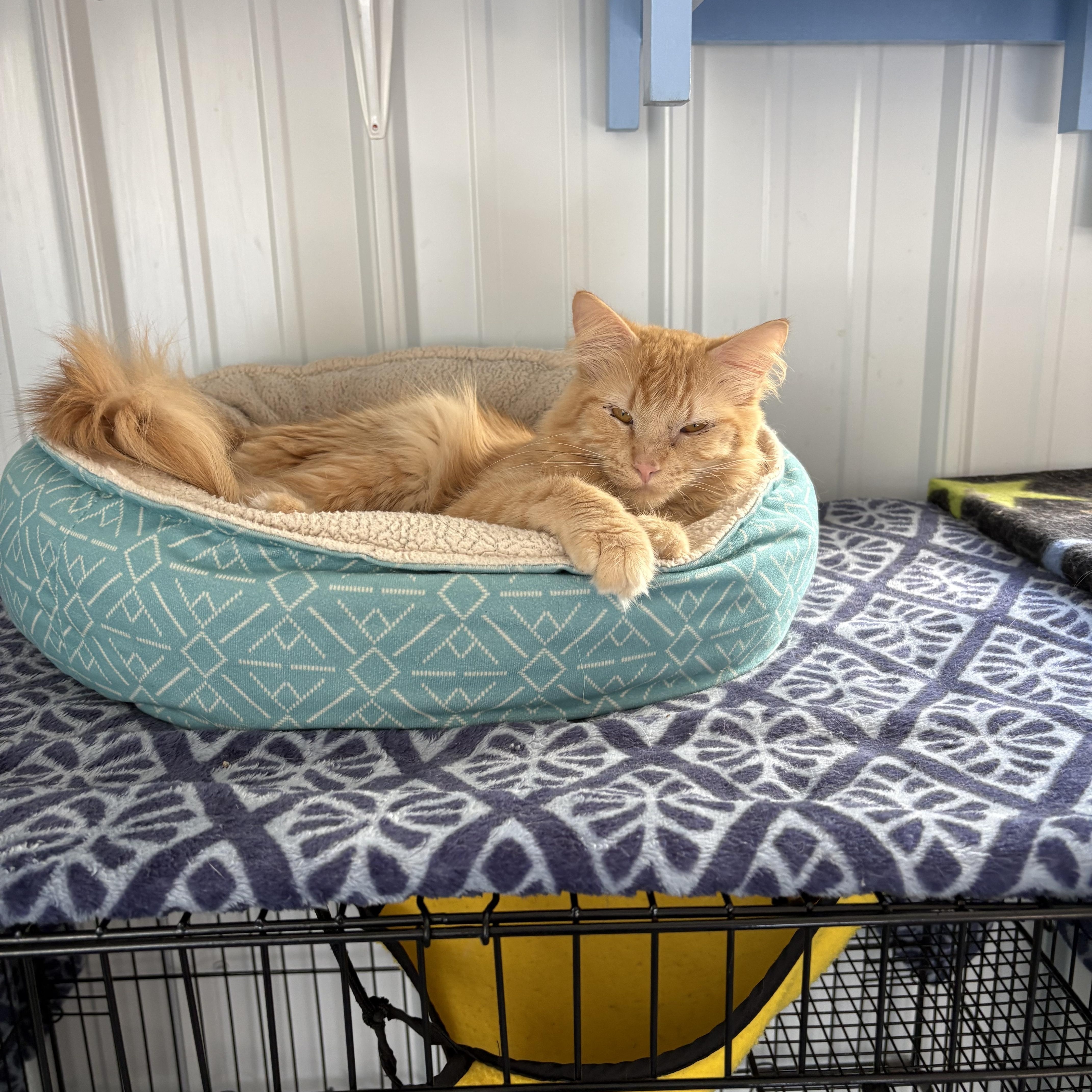 Enlarge Ben, a ADOPTABLE Domestic Long Hair in Big Rapids, MI image 3/3